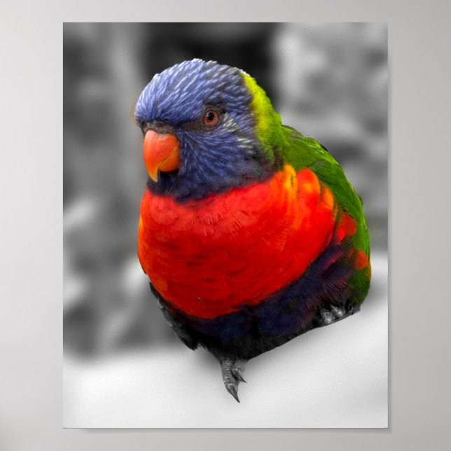 Rainbow Lorikeet  Poster (Front)