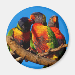 Rainbow Lorikeet round magnet