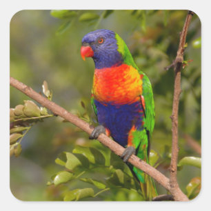 Rainbow lorikeet square sticker