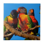 Rainbow Lorikeet square tile<br><div class="desc">Add a few words or customise this quality product to create a unique gift for someone special.</div>