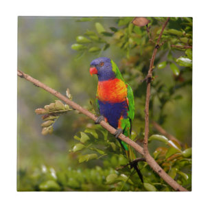 Rainbow lorikeet tile