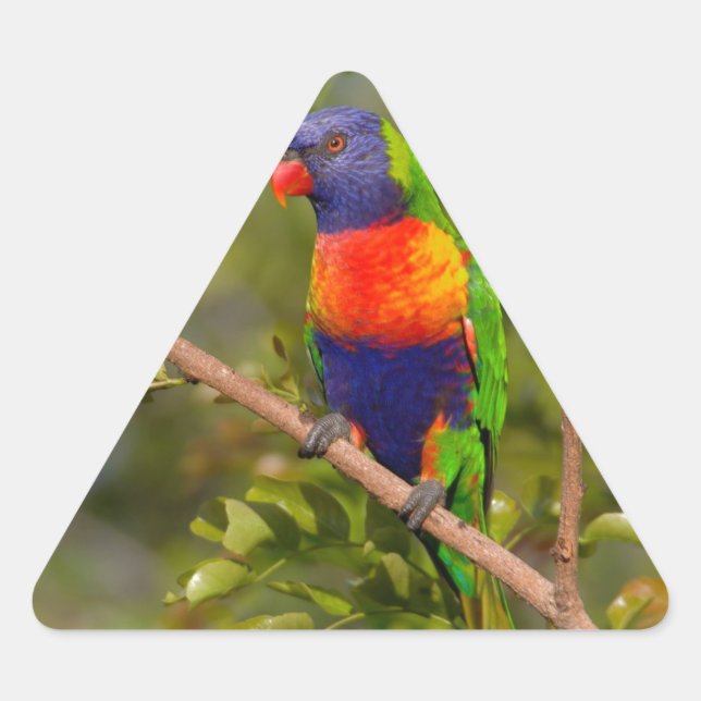 Rainbow lorikeet triangle sticker (Front)