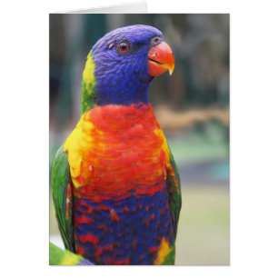 Rainbow Lorikeet (Trichoglossus haematodus 2