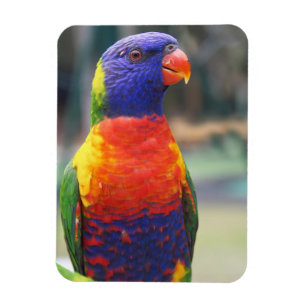 Rainbow Lorikeet (Trichoglossus haematodus 2 Magnet
