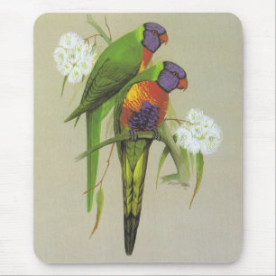 Rainbow Lorikeet - Trichoglossus haematodus Mouse Pad