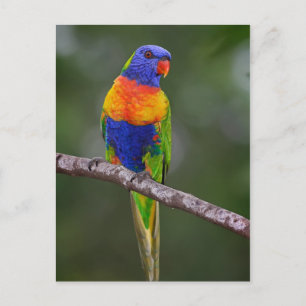 Rainbow Lorikeet Trichoglossus Haematodus Parrot Postcard