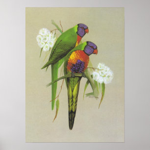 Rainbow Lorikeet - Trichoglossus Poster