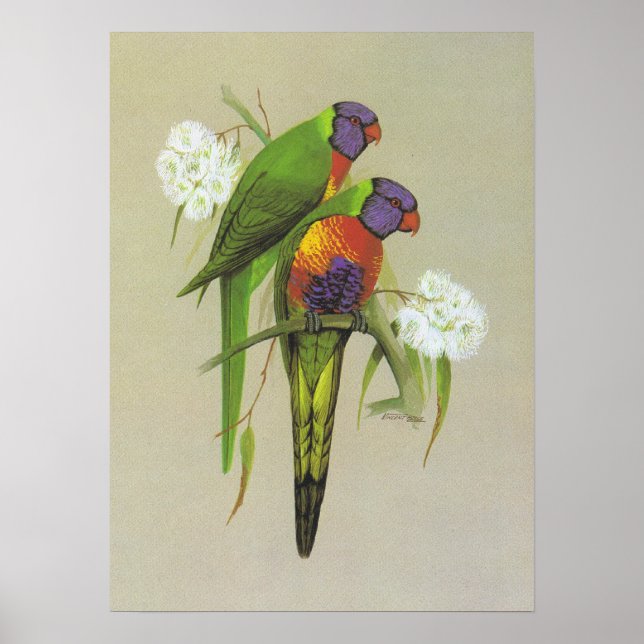 Rainbow Lorikeet - Trichoglossus Poster (Front)