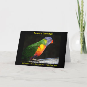 Rainbow Lorikeet Xmas Card