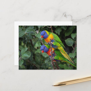 Rainbow Lorikeets, colourful parrots, Postcard
