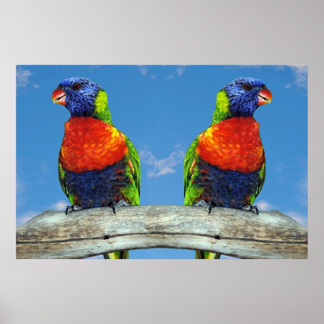 Rainbow lorikeets two perched on a branch poster (Front)