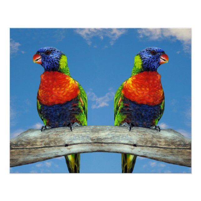 Rainbow lorikeets two perched on a branch poster (Front)
