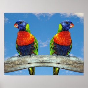 Rainbow lorikeets two perched on a branch poster