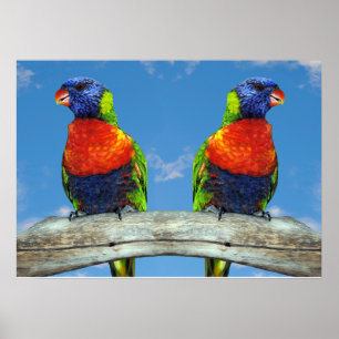 Rainbow lorikeets two perched on a branch poster