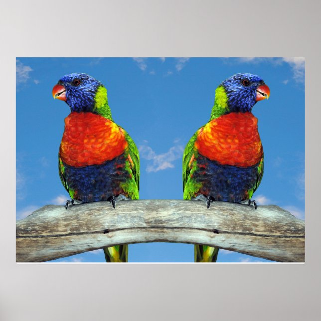 Rainbow lorikeets two perched on a branch poster (Front)