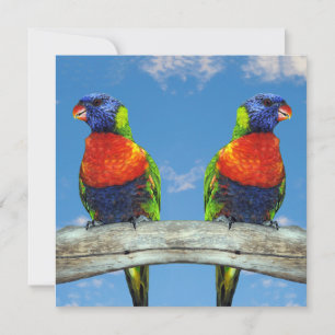 Rainbow lorikeets two perched on a branch save the date