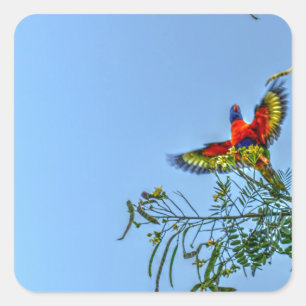 RAINBOW LORIKKET AUSTRALIA ART EFFECTS SQUARE STICKER