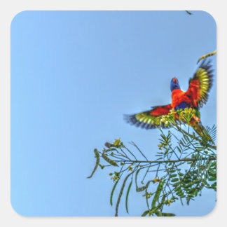 RAINBOW LORIKKET AUSTRALIA ART EFFECTS SQUARE STICKER
