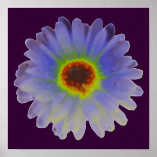 Rainbow Marigold Poster