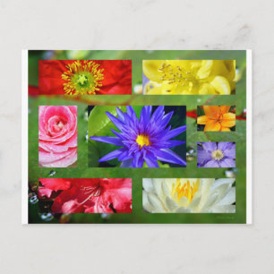Rainbow of Flowers Photo Collage Postcard