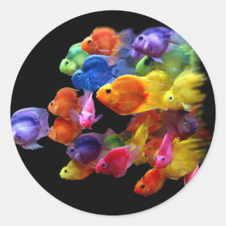 Rainbow of Parrotfish Classic Round Sticker