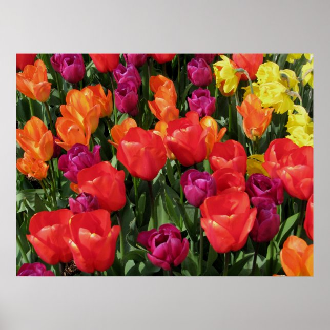 Rainbow Of Tulips Poster (Front)