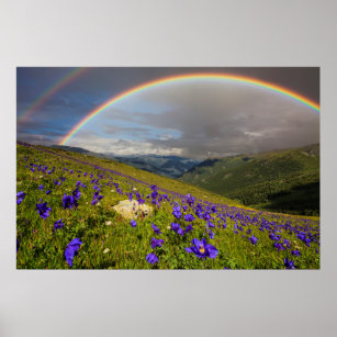 Rainbow Over A Flowering Meadow Poster