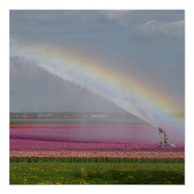 Rainbow over Tulips Field Poster (Front)