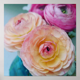 Rainbow Ranunculus Flowers Poster