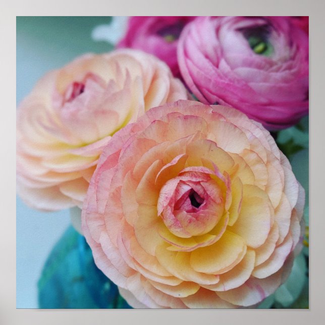 Rainbow Ranunculus Flowers Poster (Front)
