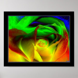 Rainbow rose poster