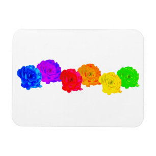 Rainbow Roses Magnet
