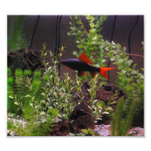 Rainbow shark photo