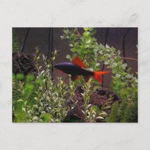 Rainbow shark pic post card