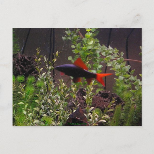 Rainbow shark pic post card (Front)