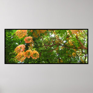 Rainbow Shower Tree Hawaii Poster Prints