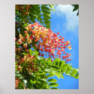 Rainbow Shower Tree Poster