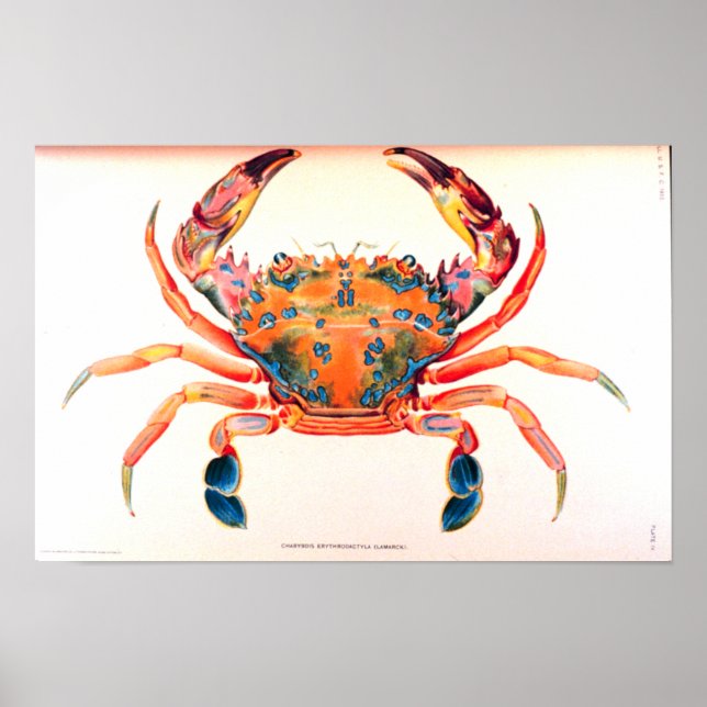 Rainbow Swimming Crab Poster (Front)