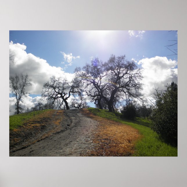 Rainbow Tree Scenic Hiking Nature Photograph Poster (Front)