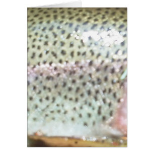 Rainbow trout