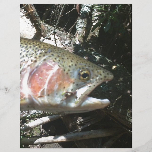 Rainbow trout (Front)