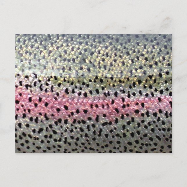 Rainbow Trout by PatternWear© Postcard (Front)