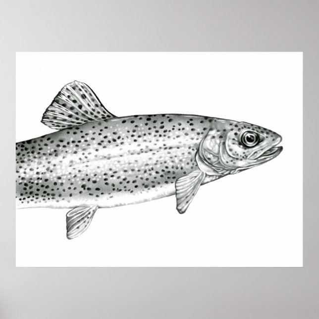 Rainbow Trout Drawing Poster (Front)