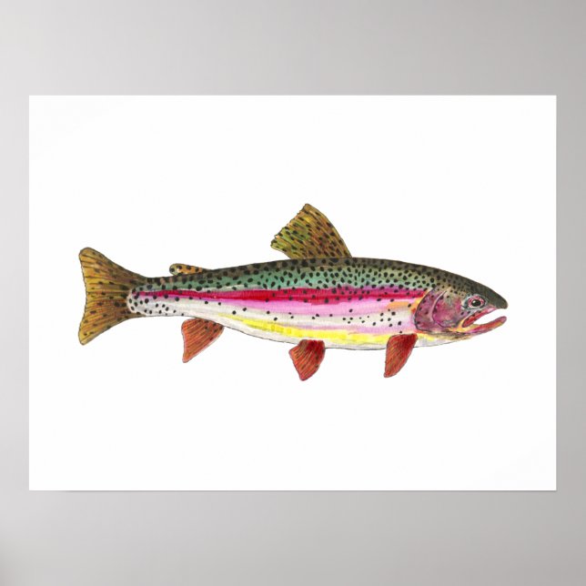 Rainbow Trout Fish Poster (Front)