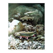 rainbow trout in brook fishing poster FROM 8.99