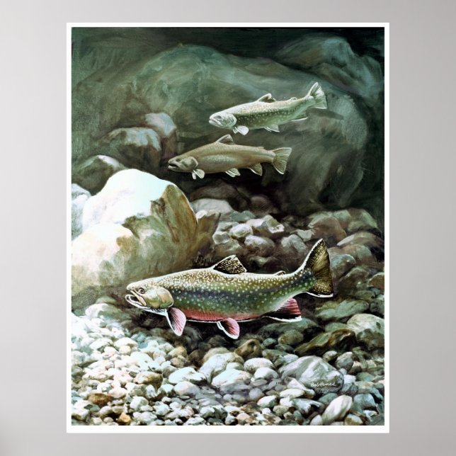 rainbow trout in brook fishing poster FROM 8.99 (Front)
