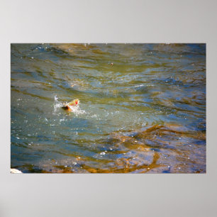 Rainbow Trout (Jumping) Poster