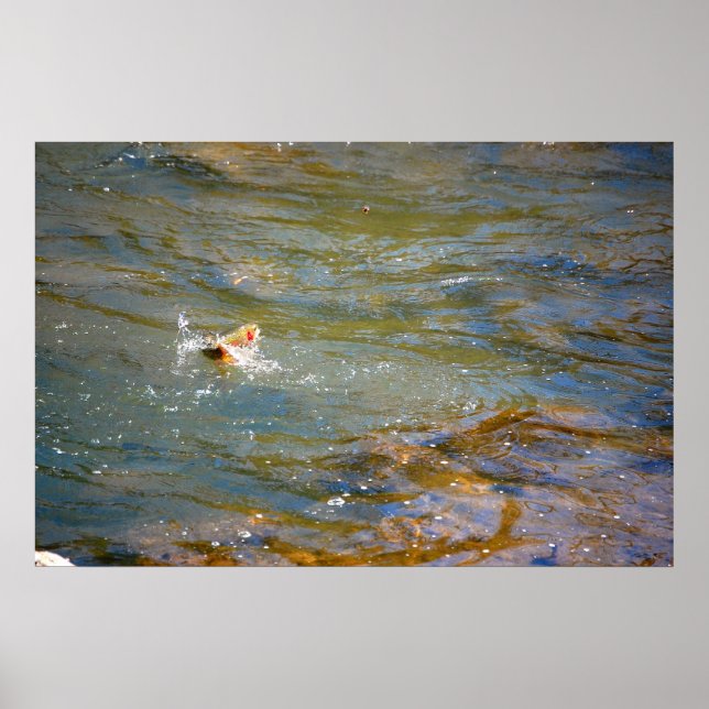 Rainbow Trout (Jumping) Poster (Front)