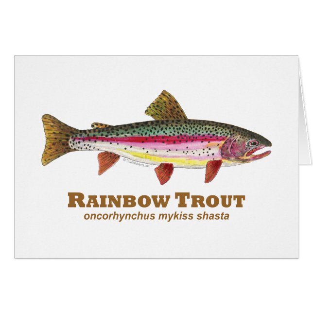 Rainbow Trout Latin (Front Horizontal)