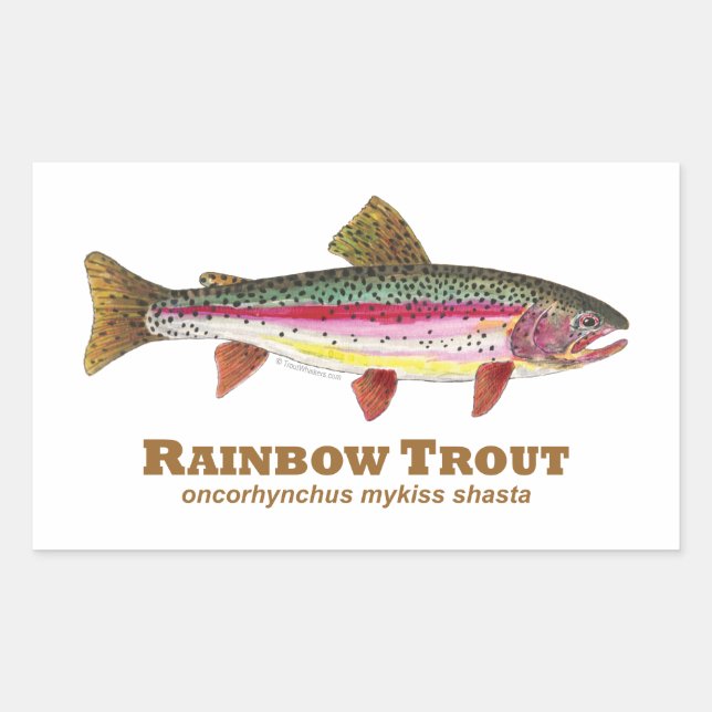 Rainbow Trout Latin Rectangular Sticker (Front)